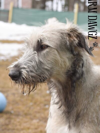 Plummer Farm, LLC and Farm Dawgz Daycare & Boarding - Oxford, ME