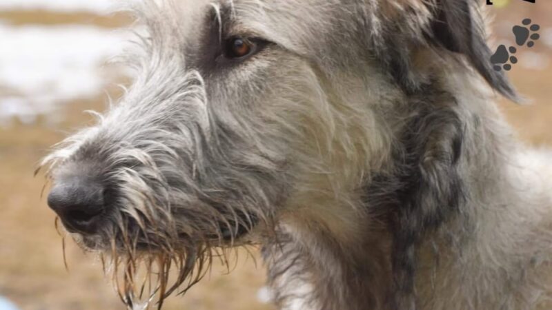 Plummer Farm, LLC and Farm Dawgz Daycare & Boarding - Oxford, ME