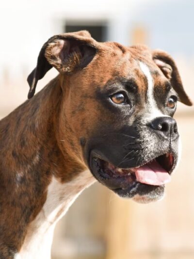 Plummer Farm, LLC and Farm Dawgz Daycare & Boarding - Oxford, ME