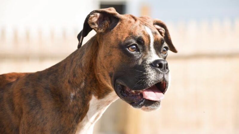 Plummer Farm, LLC and Farm Dawgz Daycare & Boarding - Oxford, ME