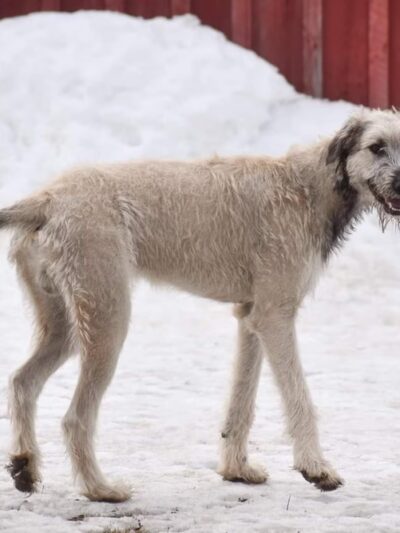 Plummer Farm, LLC and Farm Dawgz Daycare & Boarding - Oxford, ME