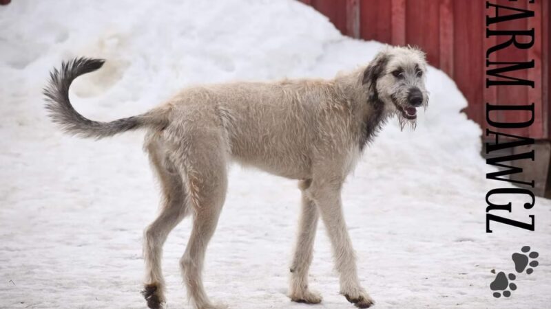 Plummer Farm, LLC and Farm Dawgz Daycare & Boarding - Oxford, ME