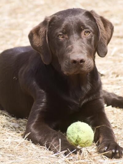 Plummer Farm, LLC and Farm Dawgz Daycare & Boarding - Oxford, ME
