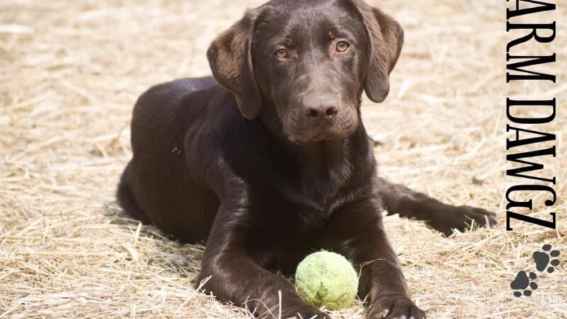 Plummer Farm, LLC and Farm Dawgz Daycare & Boarding - Oxford, ME