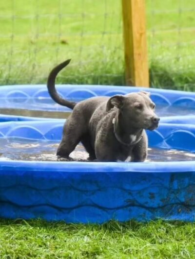 Plummer Farm, LLC and Farm Dawgz Daycare & Boarding - Oxford, ME