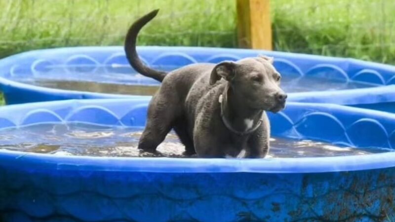 Plummer Farm, LLC and Farm Dawgz Daycare & Boarding - Oxford, ME