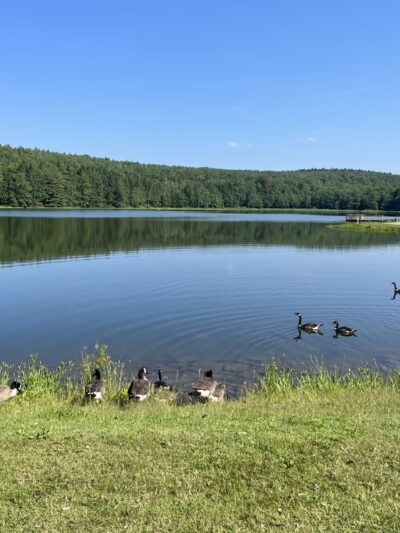 Bowman Lake State Park - Oxford, NY