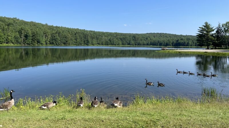 Bowman Lake State Park - Oxford, NY