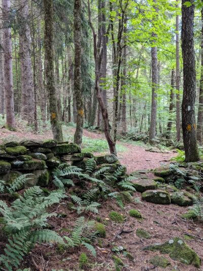 Bowman Lake State Park - Oxford, NY