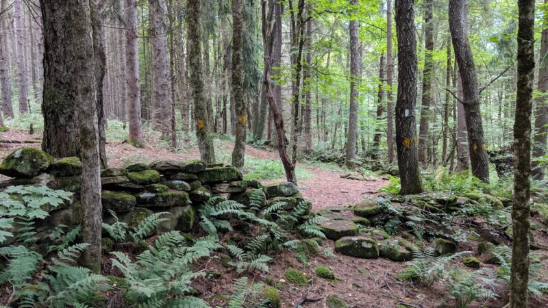 Bowman Lake State Park - Oxford, NY