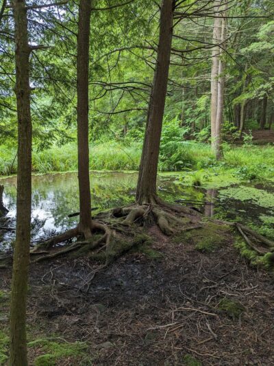 Bowman Lake State Park - Oxford, NY