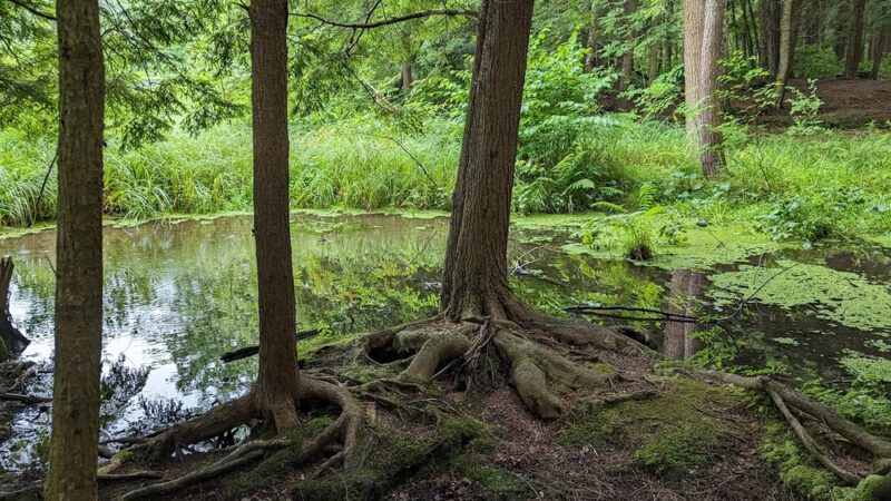 Bowman Lake State Park - Oxford, NY