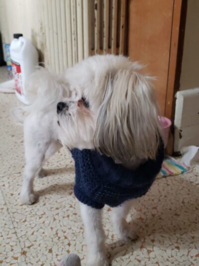 Oxford Grooming - Oxford, NY