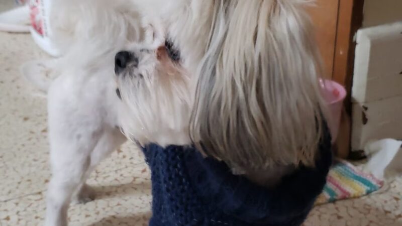 Oxford Grooming - Oxford, NY