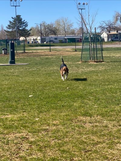 Golliard's Park - Page, AZ