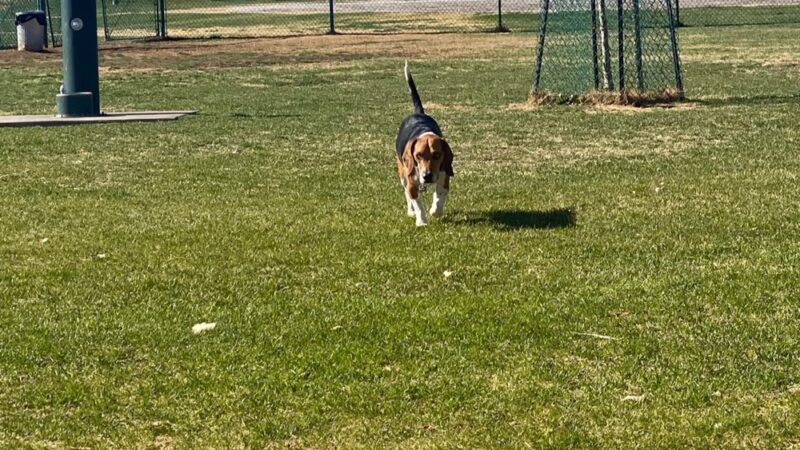 Golliard's Park - Page, AZ