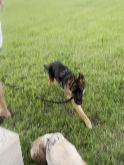 Alton Playground and Dogpark - Palm Beach Gardens, FL