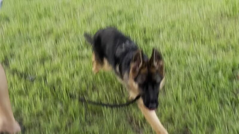 Alton Playground and Dogpark - Palm Beach Gardens, FL