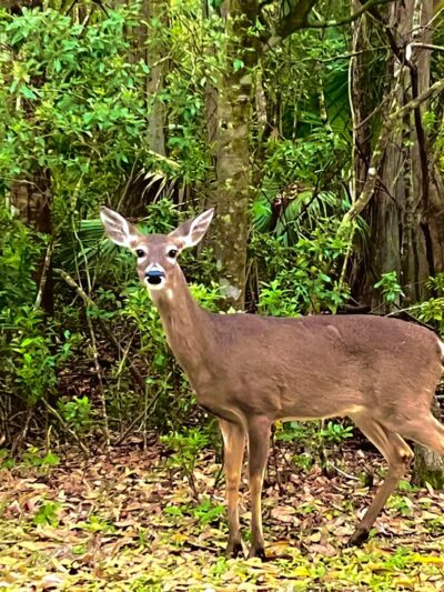 John Chesnut Sr. Park - Palm Harbor, FL