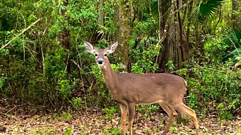 John Chesnut Sr. Park - Palm Harbor, FL