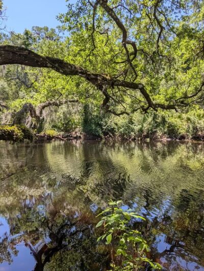John Chesnut Sr. Park - Palm Harbor, FL