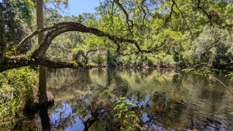 John Chesnut Sr. Park - Palm Harbor, FL