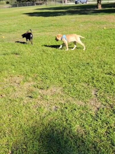 Buffalo Creek Dog Leg Park - Palmetto, FL
