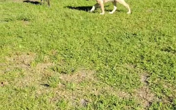 Buffalo Creek Dog Leg Park - Palmetto, FL