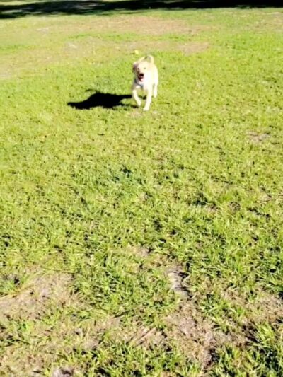 Buffalo Creek Dog Leg Park - Palmetto, FL