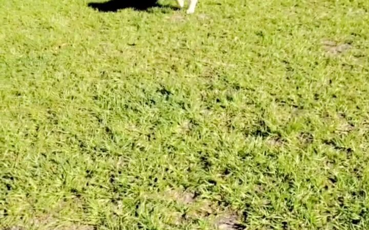 Buffalo Creek Dog Leg Park - Palmetto, FL