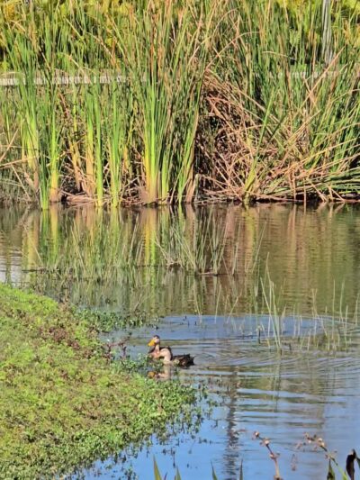 Connor Park - Palmetto, FL