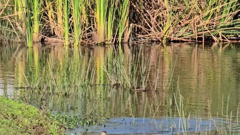Connor Park - Palmetto, FL
