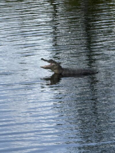 Connor Park - Palmetto, FL