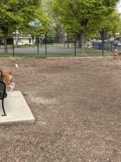 Ziggy's Dog Park - Palmyra, NJ