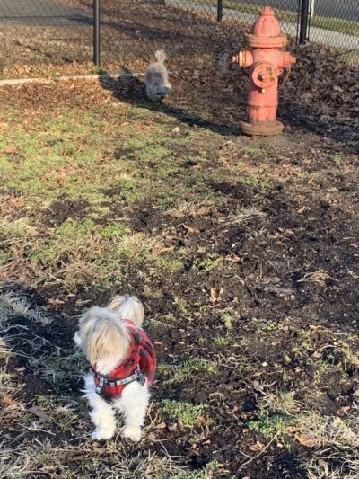 Ziggy's Dog Park - Palmyra, NJ