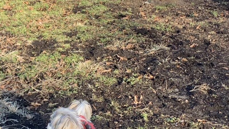 Ziggy's Dog Park - Palmyra, NJ