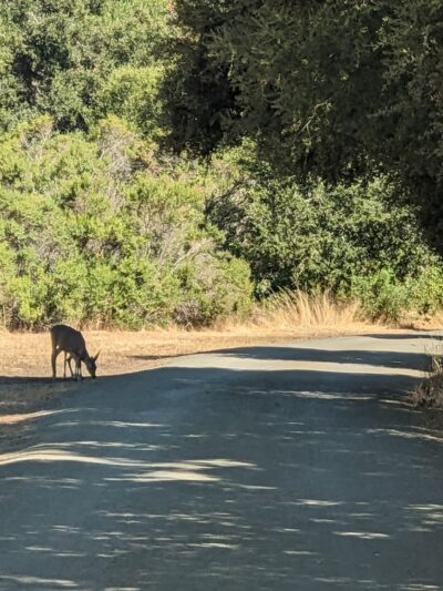 Arastradero Creek Trail - Palo Alto, CA