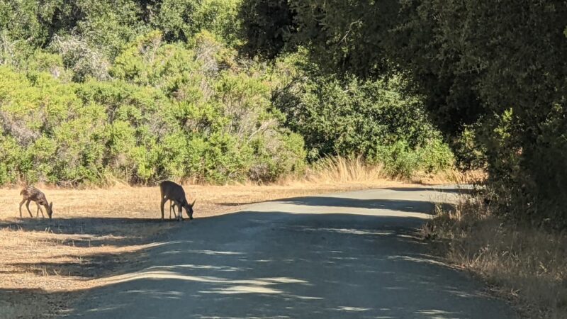 Arastradero Creek Trail - Palo Alto, CA