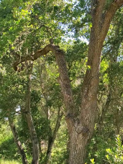 Arastradero Preserve Vista Point - Palo Alto, CA