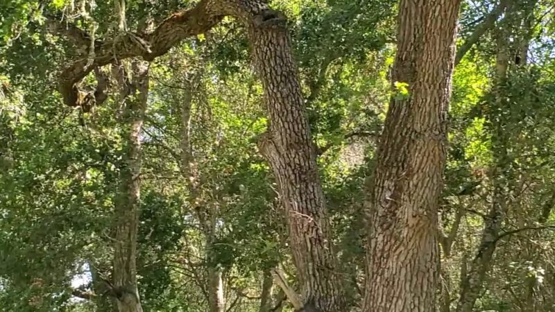 Arastradero Preserve Vista Point - Palo Alto, CA