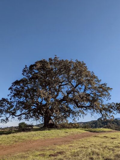 Arastradero Preserve Vista Point - Palo Alto, CA