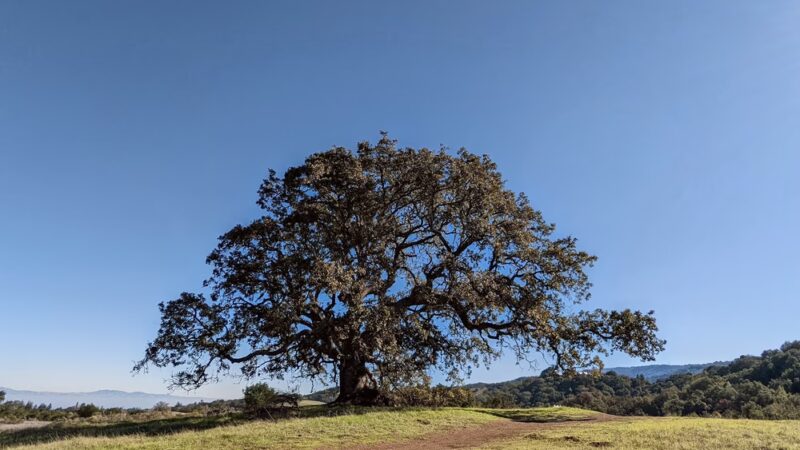 Arastradero Preserve Vista Point - Palo Alto, CA