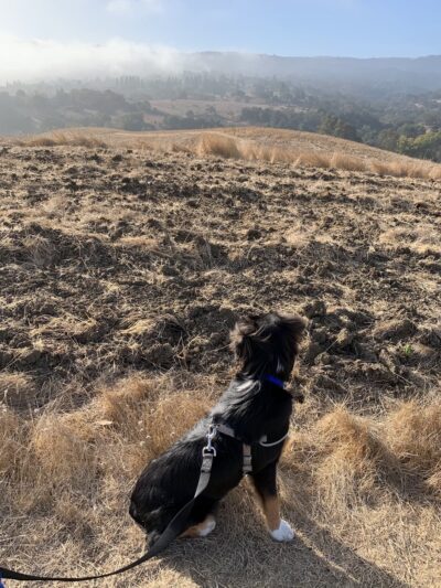 Arastradero Preserve Vista Point - Palo Alto, CA