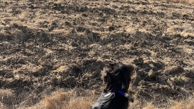 Arastradero Preserve Vista Point - Palo Alto, CA
