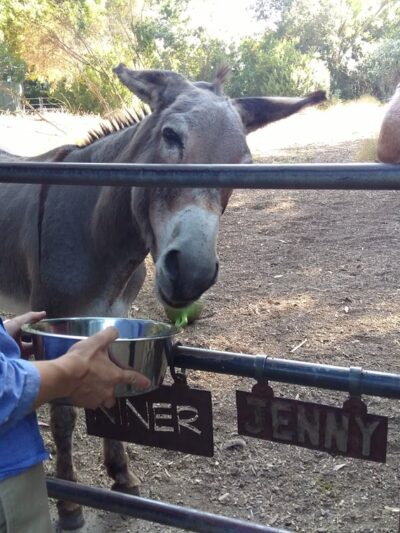 Cornelis Bol Park - Palo Alto, CA