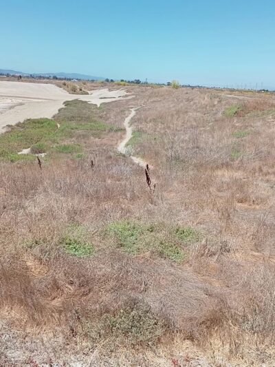 The Bowl - Palo Alto, CA