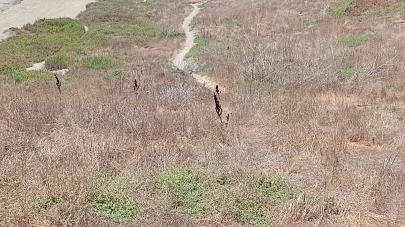 The Bowl - Palo Alto, CA