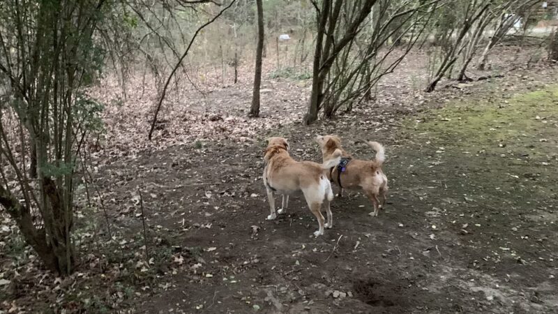 Pangburn Park - Pangburn, AR