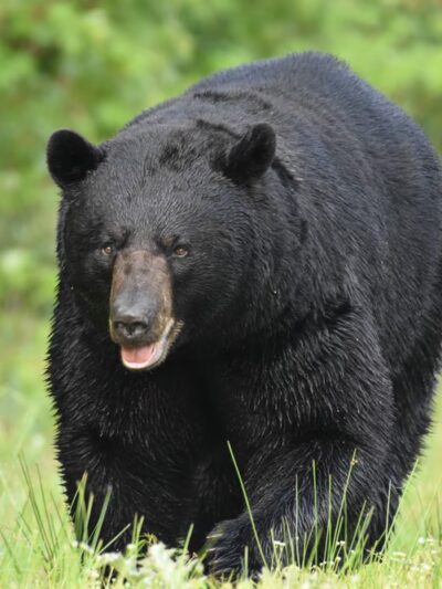 Pocosin Wildlife Refuge - Pantego, NC