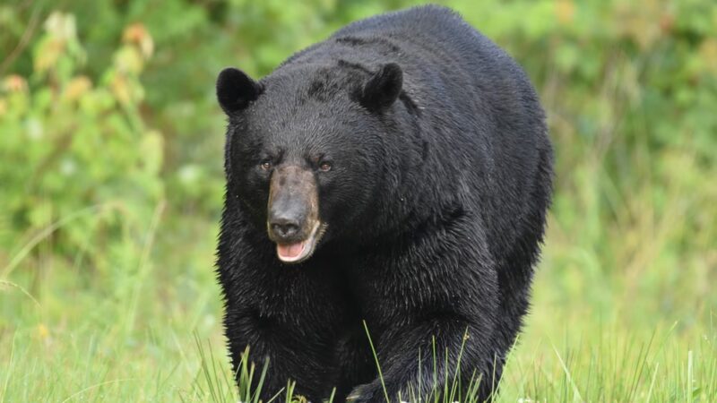 Pocosin Wildlife Refuge - Pantego, NC
